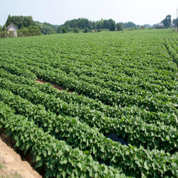 SBJEI-FRESH SWEET POTATO LEAVES